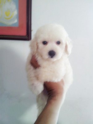 Home Breed Pure White Toy Poodle - Poodle Dog