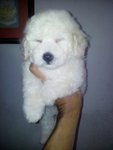 Home Breed Pure White Toy Poodle - Poodle Dog