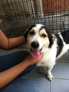 Munchkin - Shetland Sheepdog Sheltie Mix Dog