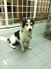 Munchkin - Shetland Sheepdog Sheltie Mix Dog