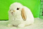 Holland Lop - Tri Colour 11 - Holland Lop Rabbit