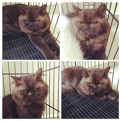 Grumpy - Persian Cat