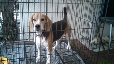 Biscuits - Beagle Dog