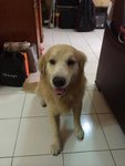 Woody - Golden Retriever Dog