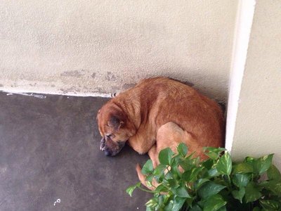 Brownie  - Mixed Breed Dog