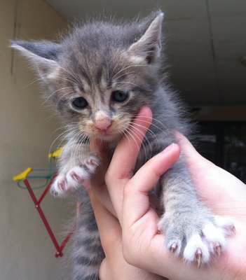 Pirate - American Shorthair Cat