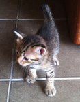 Cheetah - American Shorthair Cat