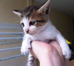 Runt - American Shorthair Cat