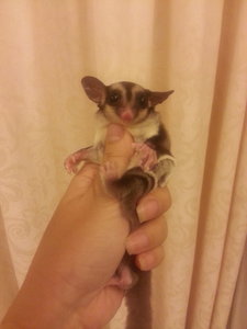 Duan Duan  - Sugar Glider Small & Furry