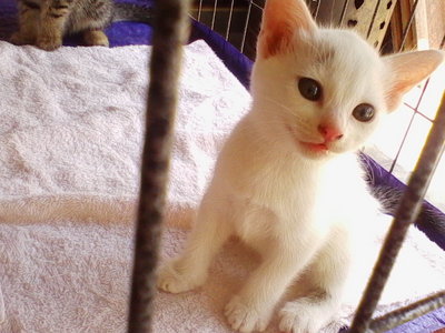 White - Domestic Short Hair Cat