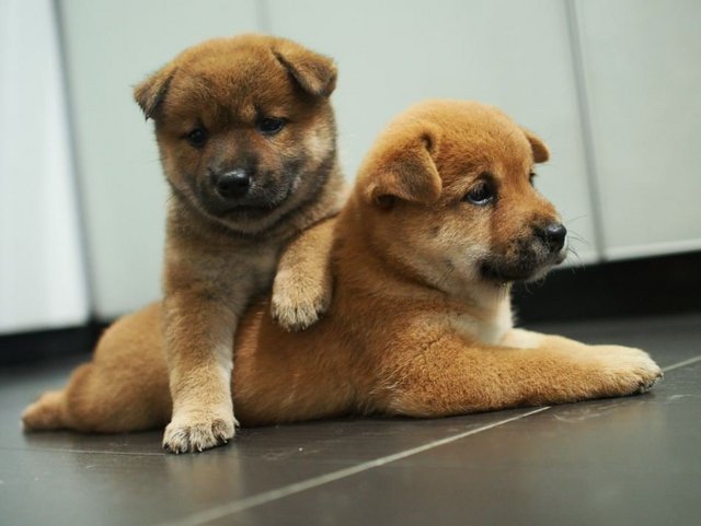 Penang Shiba Inu Homebreed (Mka) - Shiba Inu Dog