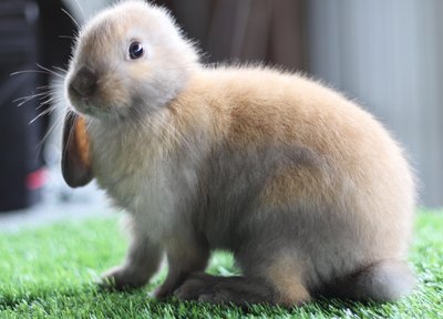 Rabbit - Lop - Holland Lop Rabbit