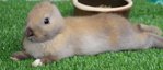 Rabbit - Lop - Holland Lop Rabbit