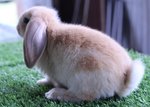 Rabbit - Lop - Holland Lop Rabbit