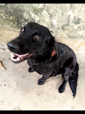 Black Retriever Mix - Retriever Dog