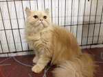 Aurther - Persian Cat