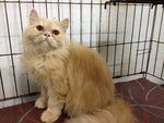 Aurther - Persian Cat