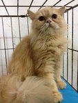 Aurther - Persian Cat