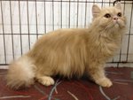 Aurther - Persian Cat