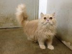 Aurther - Persian Cat