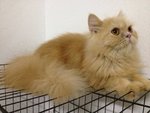 Aurther - Persian Cat