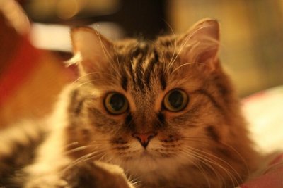 Princess - Maine Coon + Norwegian Forest Cat Cat