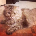 Princess - Maine Coon + Norwegian Forest Cat Cat