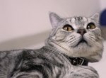 Tileh  - American Shorthair Cat