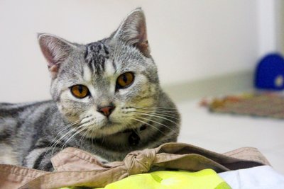 Tileh  - American Shorthair Cat