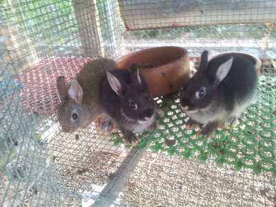 Netherland Dwarf 070614 - Netherland Dwarf Rabbit