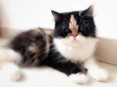 Chichi - Persian Cat