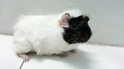 Black Face - Guinea Pig Small & Furry