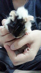 Black Face - Guinea Pig Small & Furry