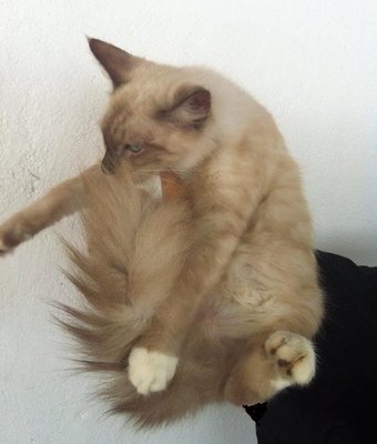 Siamese Long Hair - Siamese + Domestic Long Hair Cat