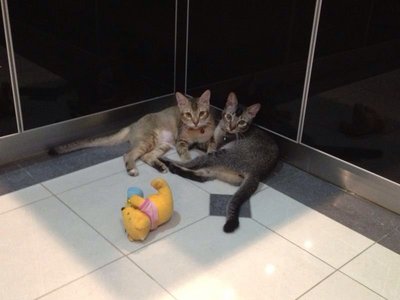 Cleopatra And Nefertiti - Oriental Tabby + Oriental Short Hair Cat