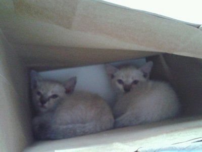 ~cing~ &amp; ~yam~ - Siamese Cat