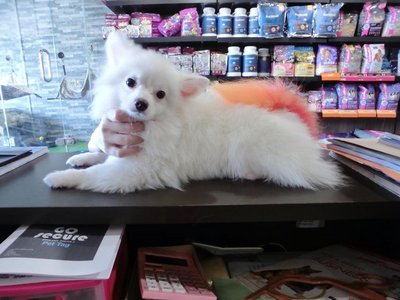 Pomeranian -pure White And Healty - Pomeranian Dog