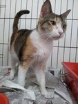 Molly - American Wirehair Cat