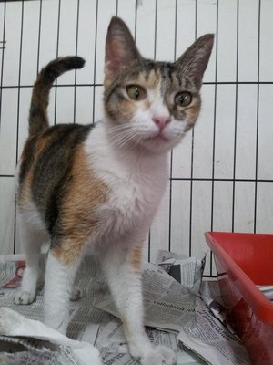 Molly - American Wirehair Cat