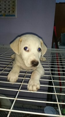 Golden Retriever Mix Labrador - Golden Retriever + Labrador Retriever Dog