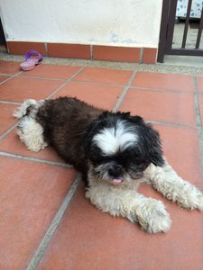 Mia - Shih Tzu Dog