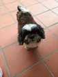 Mia - Shih Tzu Dog