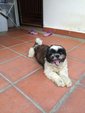 Mia - Shih Tzu Dog