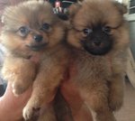 Pomeranian - Thick Coat And Small S - Pomeranian Dog