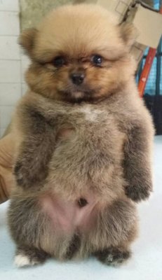 Bear Bear - Pomeranian Dog