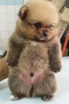 Bear Bear - Pomeranian Dog