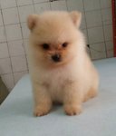 PF59744 - Pomeranian Dog