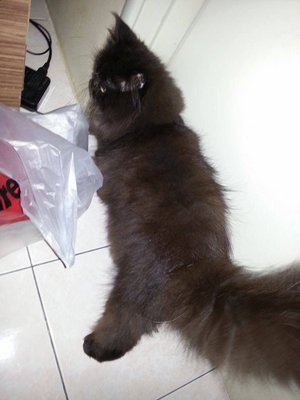 Blackie - Persian Cat