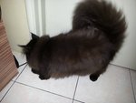 Blackie - Persian Cat