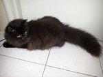 Blackie - Persian Cat